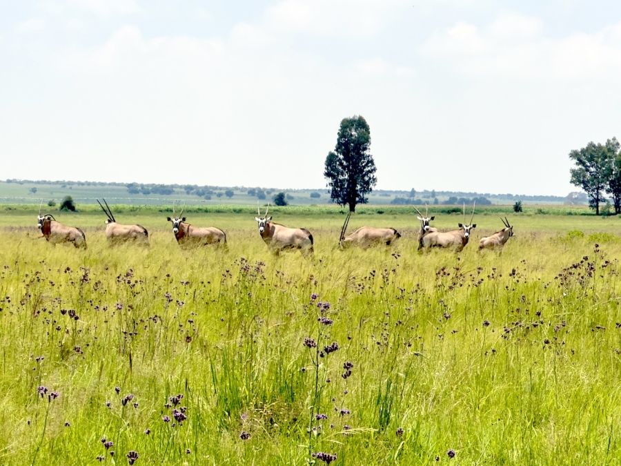 0 Bedroom Property for Sale in Cloudy Creek Free State